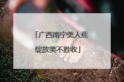 广西南宁美人蕉绽放美不胜收